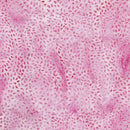 122260105 - Island Batik "Sunshine Garden" Seeds - Pink Carnation