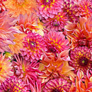 Maywood Studios Hand Picked Quilt Back 108" by Nicholas Lapp Dahlia Dahling Pink/Orange MASQB10862-PO - sewjersey.com
