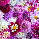 Maywood Studios Hand Picked Quilt Back 108" by Nicholas Lapp Razzle Purple/Multi MASQB10863-VZ - sewjersey.com