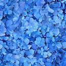 Maywood Studios Hand Picked Quilt Back 108" by Nicholas Lapp Sea of Dreams Blue MASQB10870-B - sewjersey.com